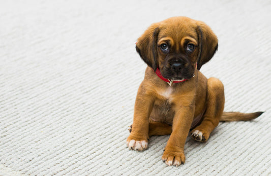 L’Essenziale Guida all’Abbigliamento Funzionale per Cani